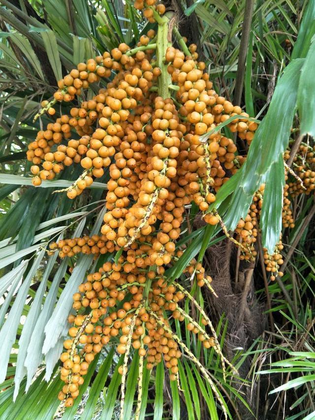 JDB电子试玩网页版