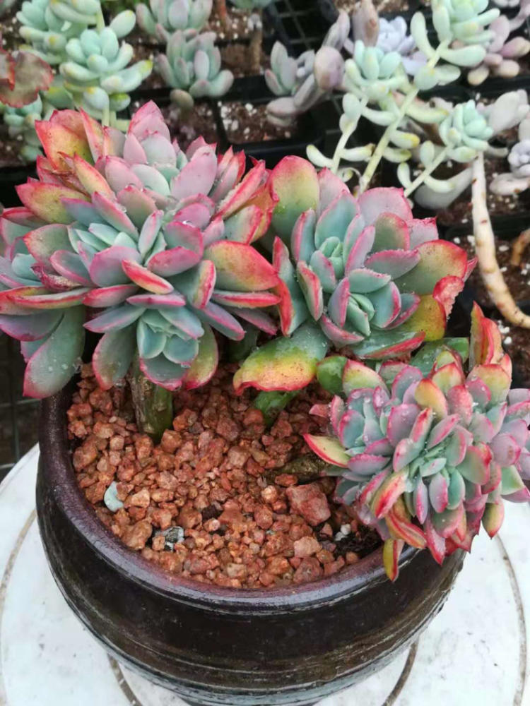 JDB电子试玩网页版